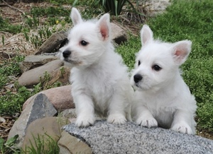 West Highland White Terrier - Westie Puppies